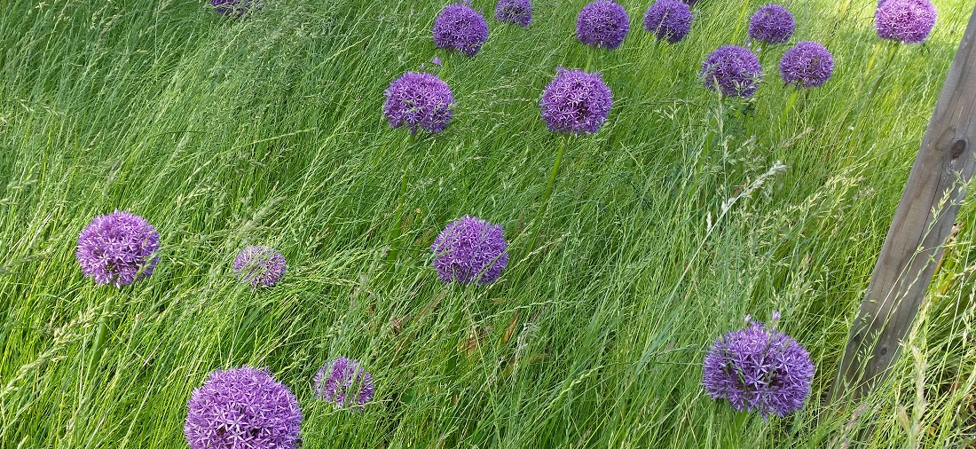 Zauberhaft - Allium in einer Graswiese © GartenRadio.fm