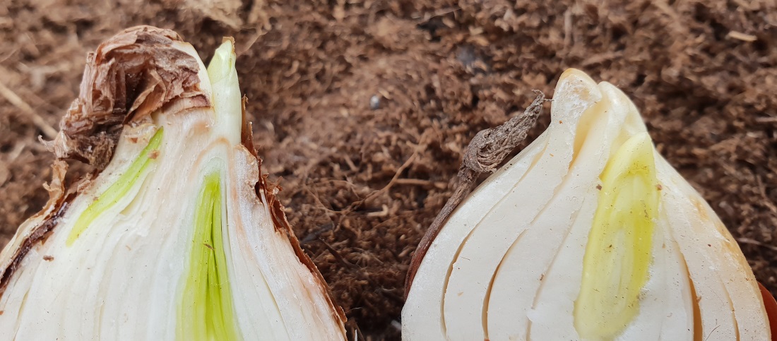 Die Narzissen sind startklar. Jetzt brauchen Sie nur noch eine Weile "echten" Winter © GartenRadio.fm