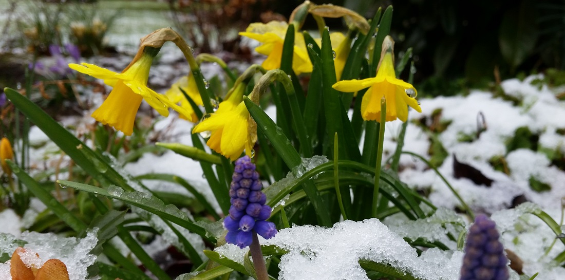 Mini-Narzissen und Perlhyazinthen können herrlich miteinander verwildern © GartenRadio.fm