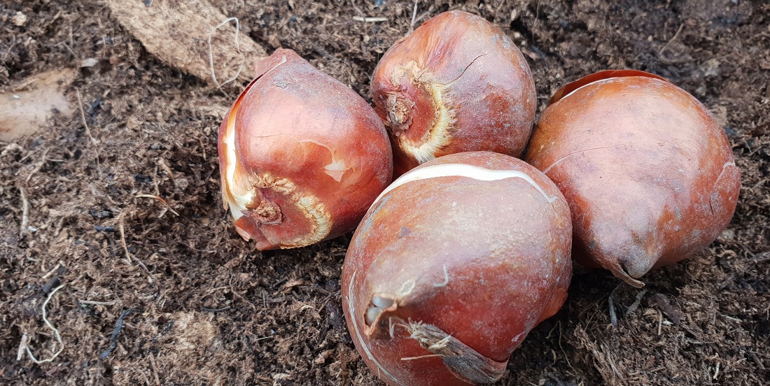 Gesunde Tulpenzwiebeln erkennt man an ihrer glatten Schale ohne Druckstellen © GartenRadio.fm