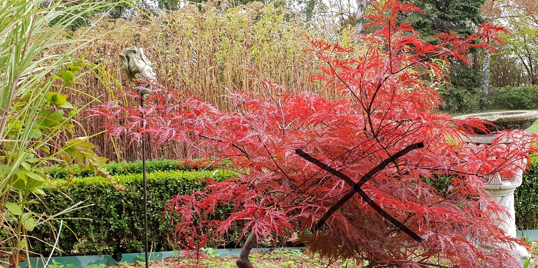 Auch der rote Ahorn ist ein "Zugezogener"  © GartenRadio.fm