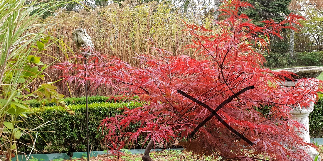 Auch der rote Ahorn ist ein "Zugezogener"  © GartenRadio.fm