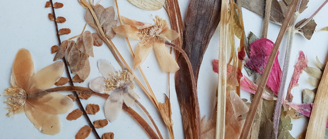 Die ersten Pflanzenjäger schickten getrocknetes Material  © GartenRadio.fm