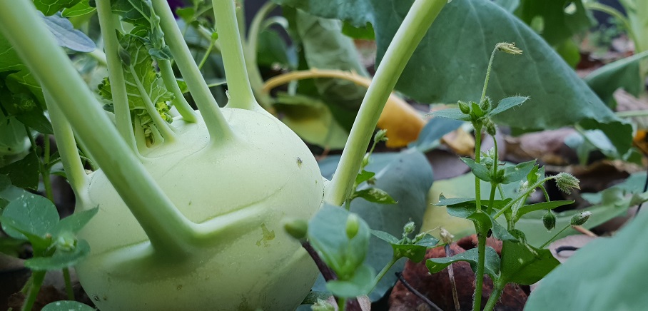 Kohlrabi sollte vor dem Frost geerntet werden © GartenRadio.fm