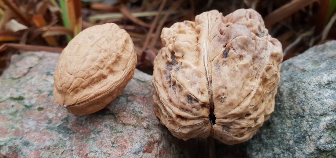 Walnüsse gibt es in allen Formen und Größen © GartenRadio.fm