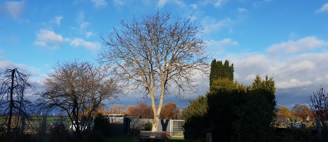 Unter dem Walnussbaum ist der beste Platz für eine Bank © GartenRadio.fm