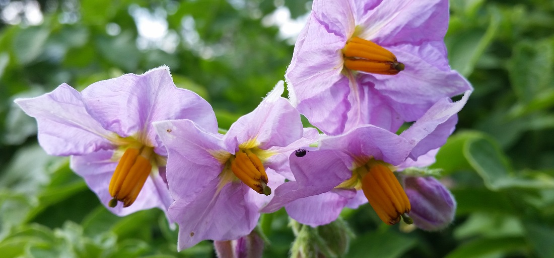 Am französischen Hof schmückten adelige Damen einst ihr Haar mit Kartoffelblüten © GartenRadio.fm