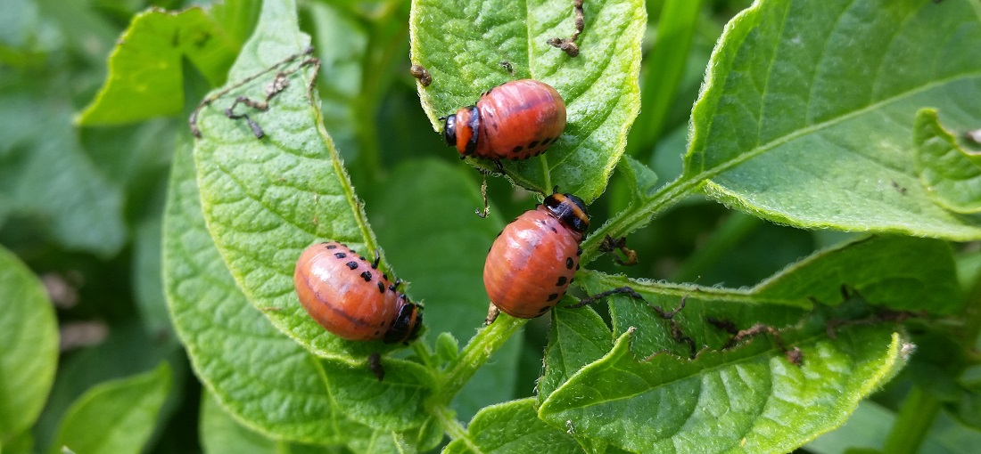 Frühkartoffeln werden weniger oft von Kartoffelkäfer-Larven befallen © GartenRadio.fm