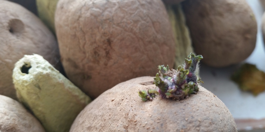 Die Keimfarbe lässt auf die "Fleisch-Farbe" schließen © GartenRadio.fm