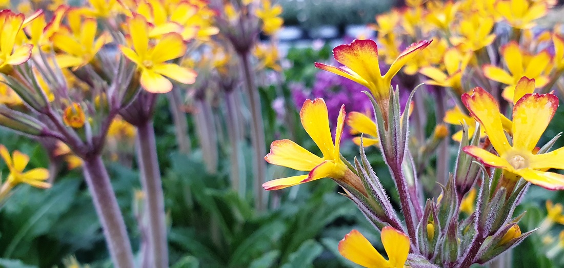 Primeln mal anders - (Primula Poli.) Oak Leaf besticht durch ihre aparte Erscheinung © GartenRadio.fm