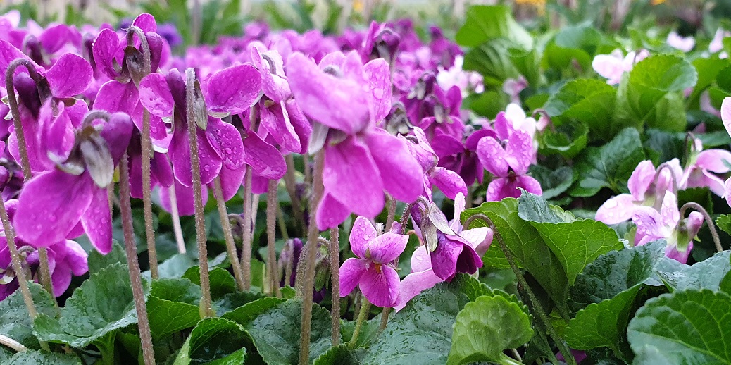 Duftveilchen lieben einen sonnigen Standort © GartenRadio.fm