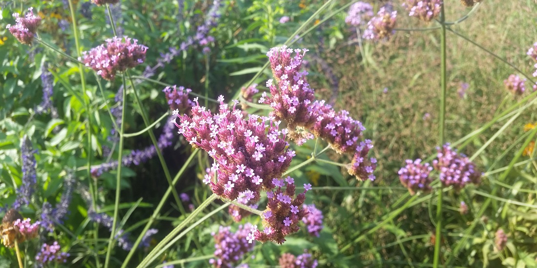 Ziemlich beste Freunde sind Eisenkraut (Verbena officinalis) und Wiesensalbei © GartenRadio.fm