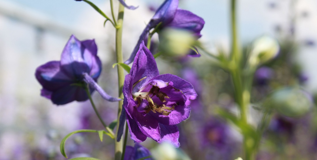 Rittersporn eignet sich als Leitstaude  © GartenRadio.fm