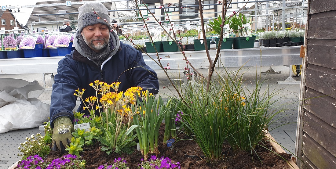 Gärtnermeister Janik Weber kombiniert Zierkirsche, Oak Leaf Primel und Blaukissen als "Staudenfreunde" im Frühling © GartenRadio.fm