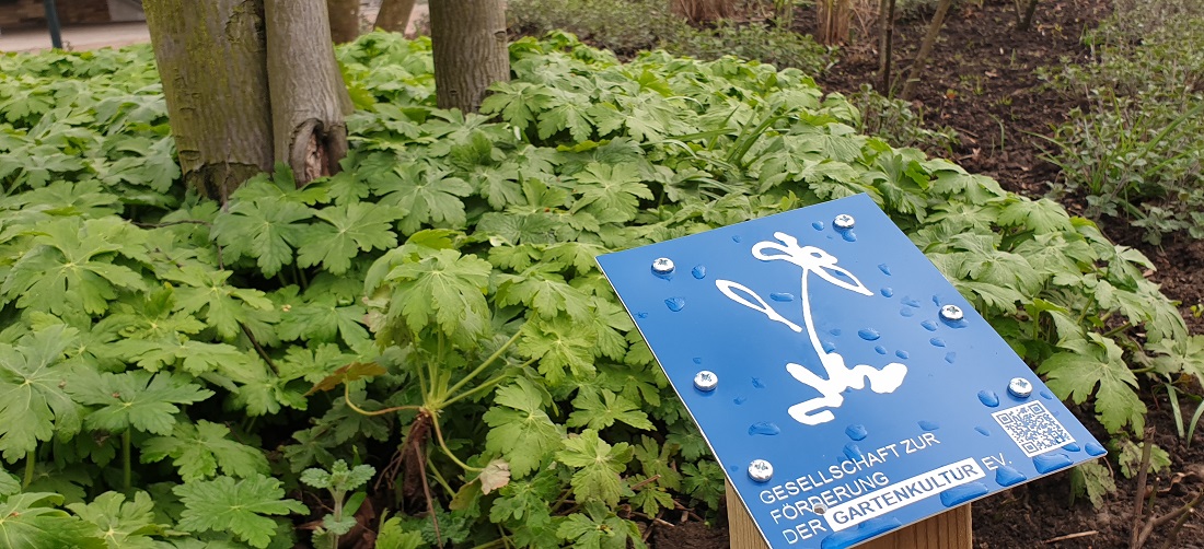 Vor der U-Bahnstation Hallertor pflegen John Helmbok und seine Frau ein 100 Quadratmeter großes Beet © GartenRadio.fm