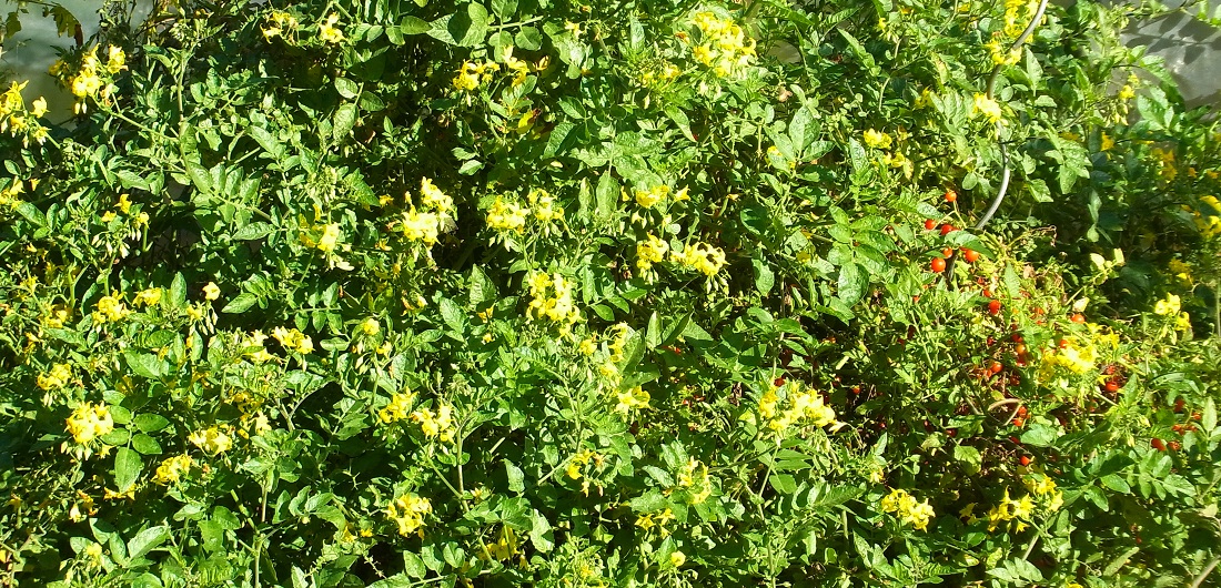 Blütenteppich der blauen Wildtomate © Adelheid Coirazza