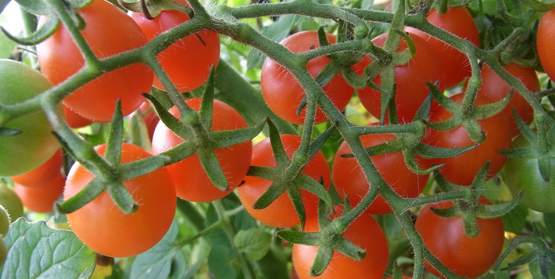 In der Regel sind die Früchte der Wildtomate kleiner als die der Cocktailtomate © Adelheid Coirazza