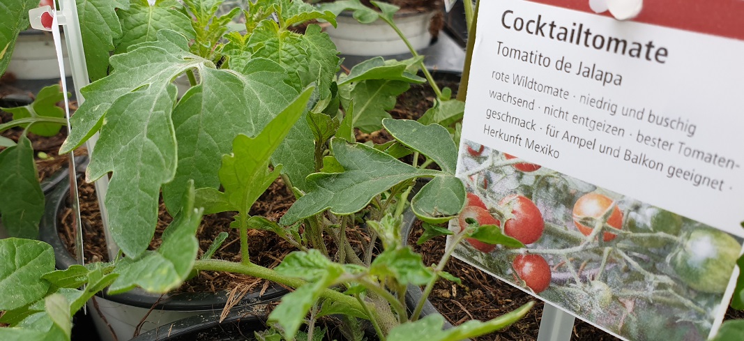 Auch in der Alexianer Klostergärtnerei gibt es Wildtomaten von Adelheid Coirazza © GartenRadio.fm