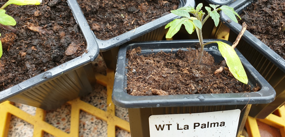 Wildtomaten starten in den ersten Wochen winzig ins Leben © GartenRadio.fm