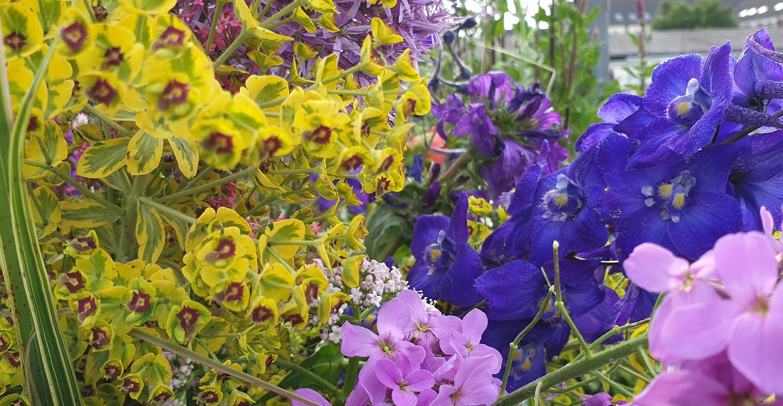 Beim Ritternsporn eigenen sich besonders die Elatum-Sorten für den Schnitt © GartenRadio.fm