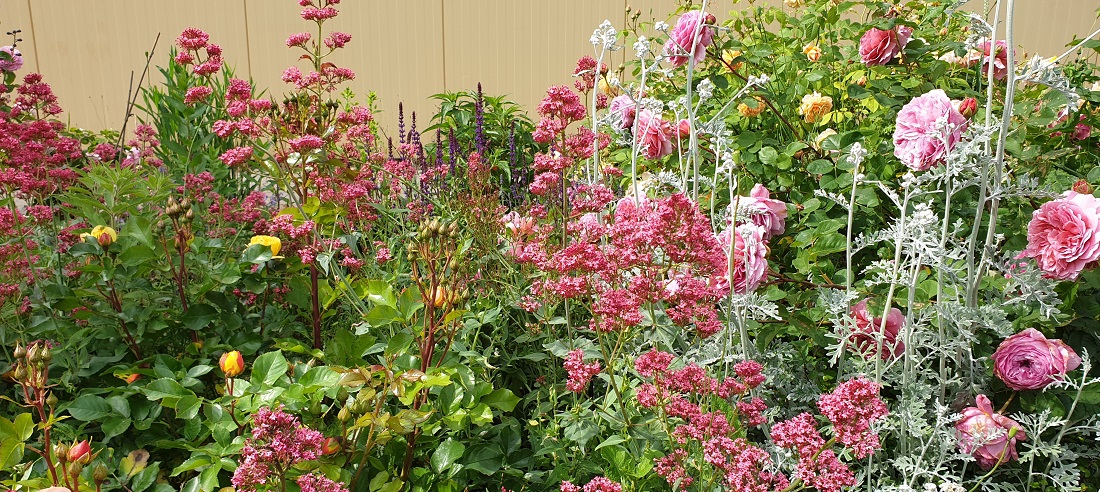 Das Schnittblumenbeet in der Alexianer Klostergärnterei ist pflegeleicht. Etwa 6 Stunden Arbeitseinsatz im Jahr reichen. © GartenRadio.fm