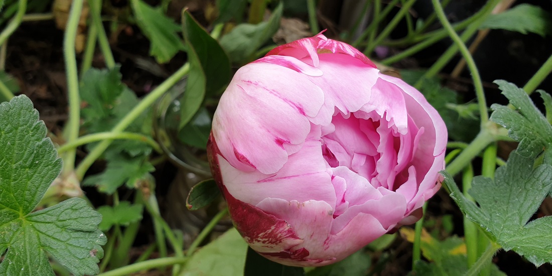 Pfingstrosen sollte man erst schneiden, wenn man die Blütenfarbe erkennen kann, sonst gehen sie in der Vase nicht auf © GartenRadio.fm