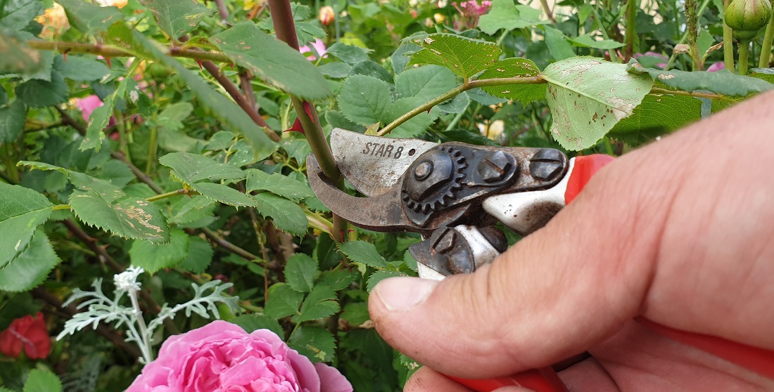 Je tiefer man die Rose schneidet, desto später entwickelt sie neue Blüten © GartenRadio.fm