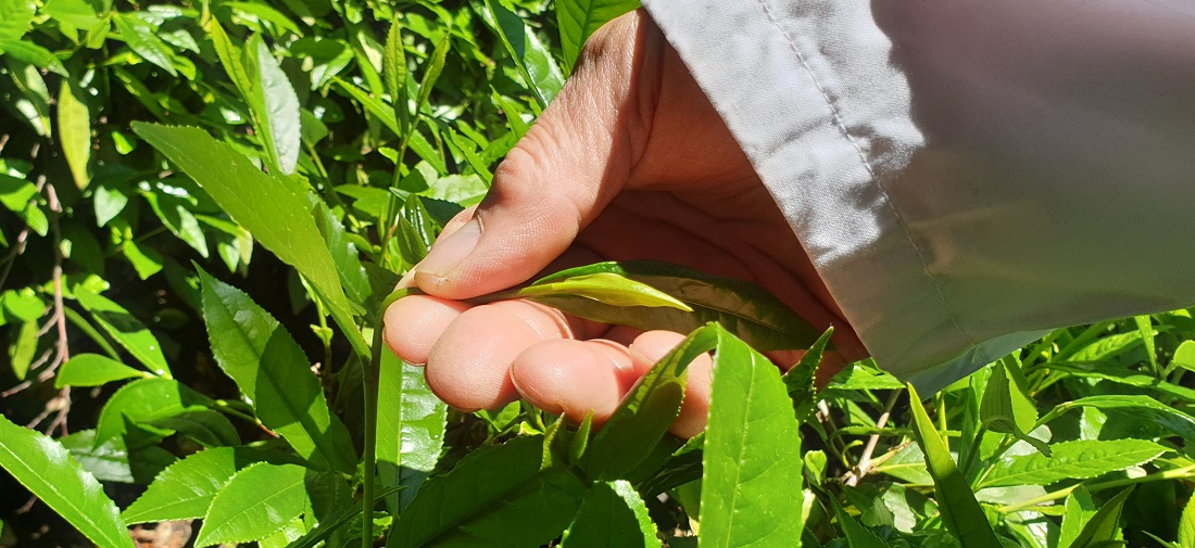 Die noch nicht entwickelte Knopse, und die beiden noch eingerollten Seitenblätter werden für den Tee geerntet © GartenRadio.fm