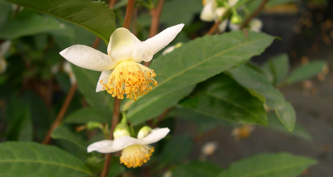 Die Camellia Sinensis blüht im Winter. Die Blätter werden von Mai bis Oktober geerntet ©  Paolo Zacchera