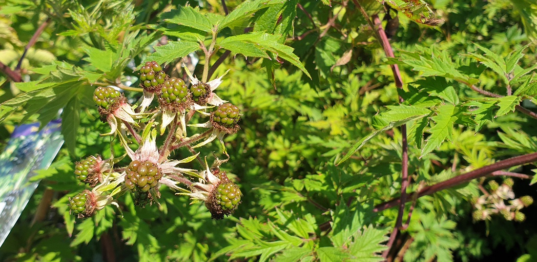 Besonders Brombeeren ohne Dornen eigenen sich als leckere Begrünung für das Balkongeländer  © GartenRadio.fm