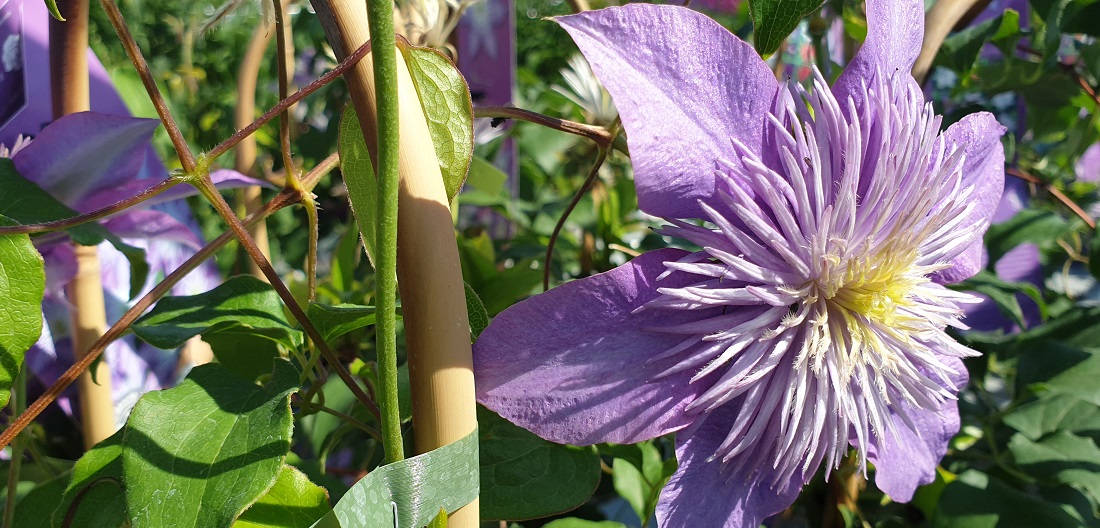 Manche Clematis blühen zweimal. Die Chrystal Fountain blüht beim ersten Mal gefüllt, das zweite Mal ungefüllt  © GartenRadio.fm