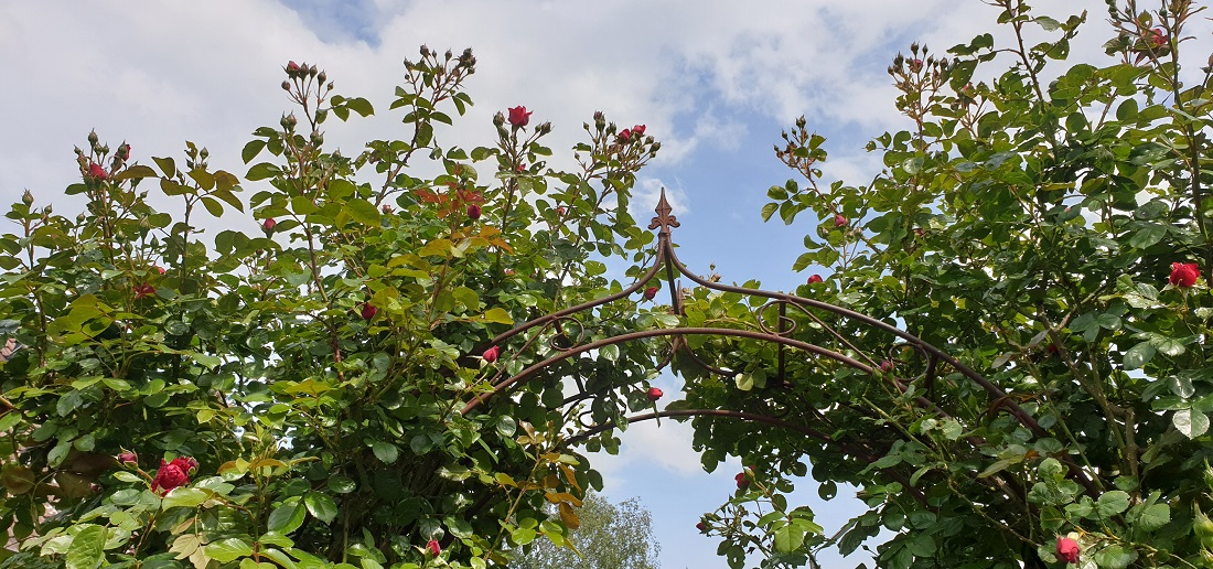 Rosen gehören zu den Spreizklimmern  © GartenRadio.fm