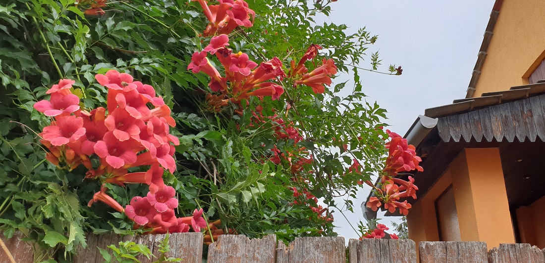 Klettermax-Trompetenblume ist die ideale Stadtpflanze und kommt ausgezeichnet mit Trockenheit aus © GartenRadio.fm