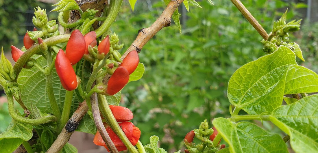 Bohne mit korallenfarbiger Blüte © GartenRadio.fm