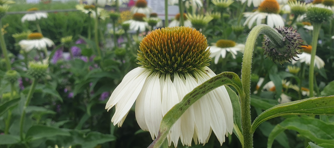 Steppenpflanzen, wie die Echinacea werden auch in Zukunft gut zurechtkommen, meint Weber  © GartenRadio.fm