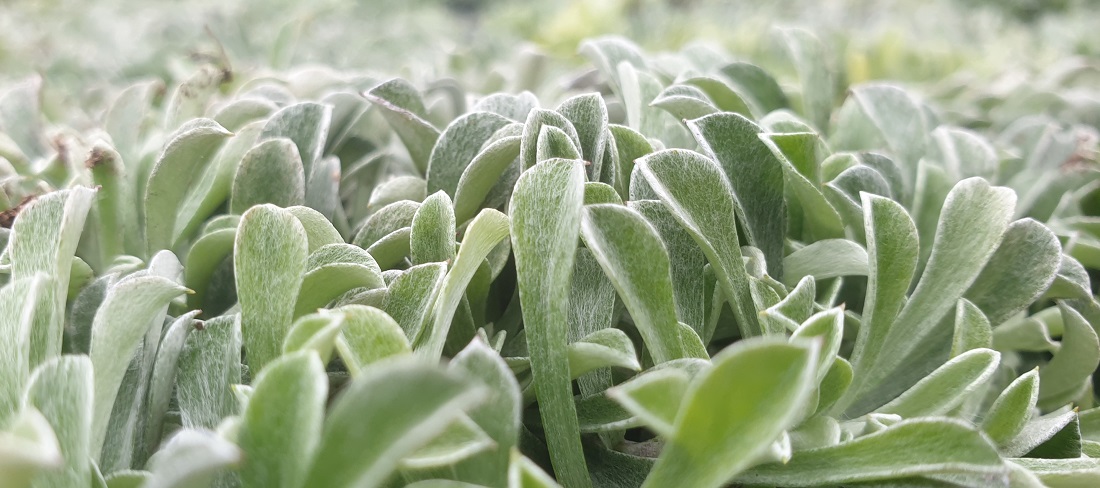 Die silberne Farbe, wie hier beim Katzenpfötchen (Antennaria dioica) signalisiert: ich kann heiss und trocken aushalten © GartenRadio.fm