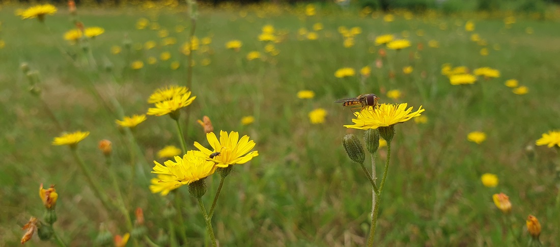 Wer den Rasen sich selbst überlässt, hat bald eine Magerwiese mit Habichtskraut © GartenRadio.fm