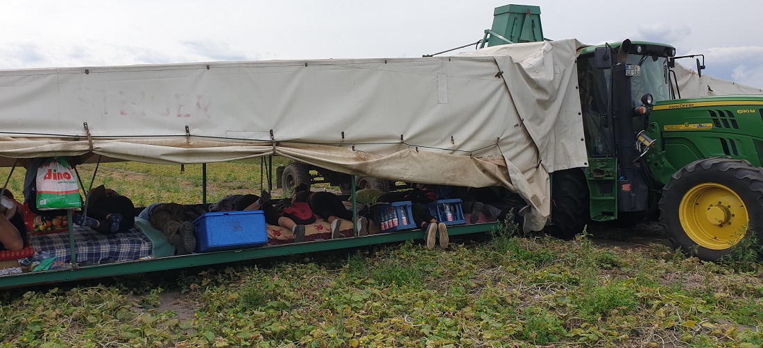 Auf dem "Gurkenflieger" liegen bis zu 10 ErntehelferInnen auf einer "Pritsche" und ernten bauchlings die Gurken  © GartenRadio.fm