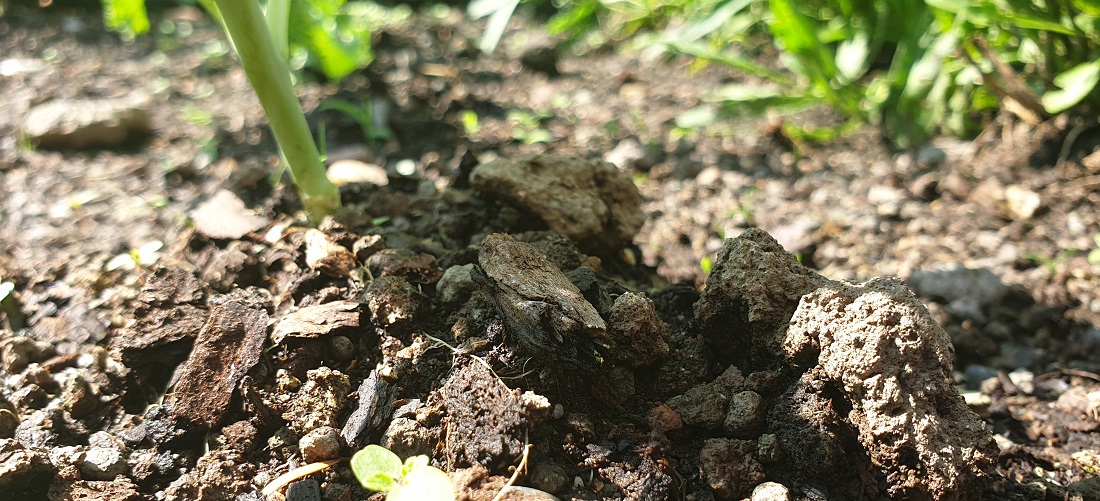 Anhäufeln hilft den Pflanzen, mehr Wurzeln zu bilden  © GartenRadio.fm