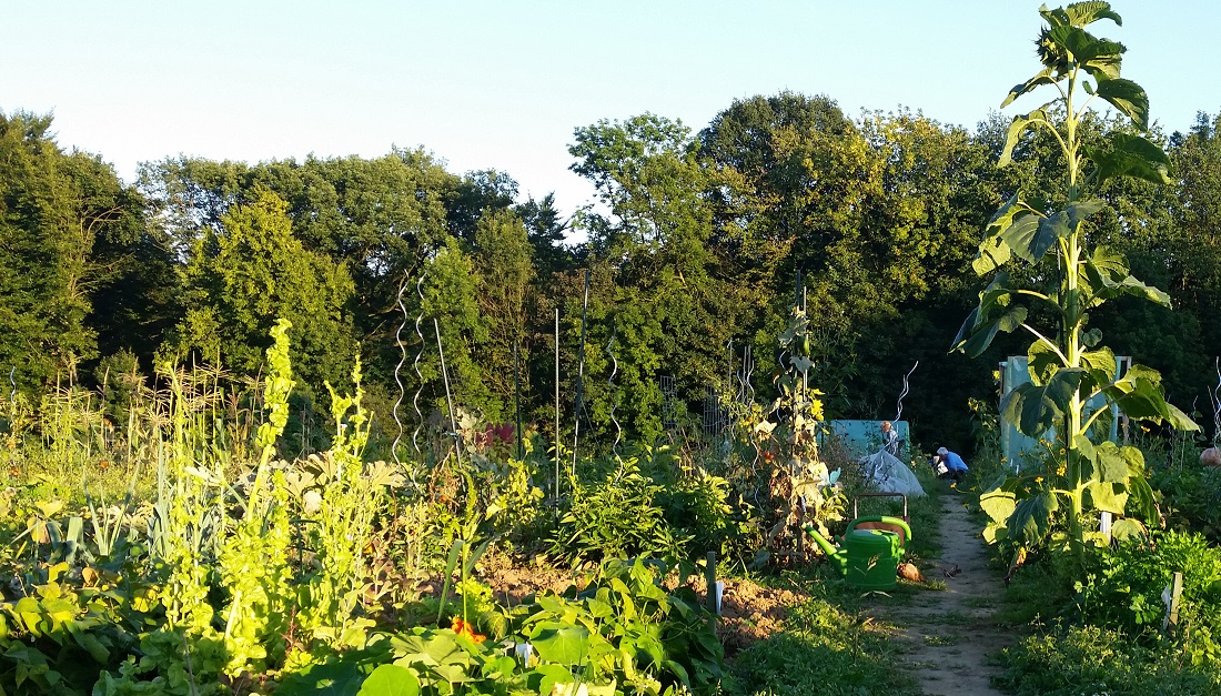 Viele Sorten sorgen für bessere Ernten  © GartenRadio.fm