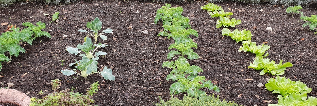 Boden sollte gemulcht werden  © GartenRadio.fm