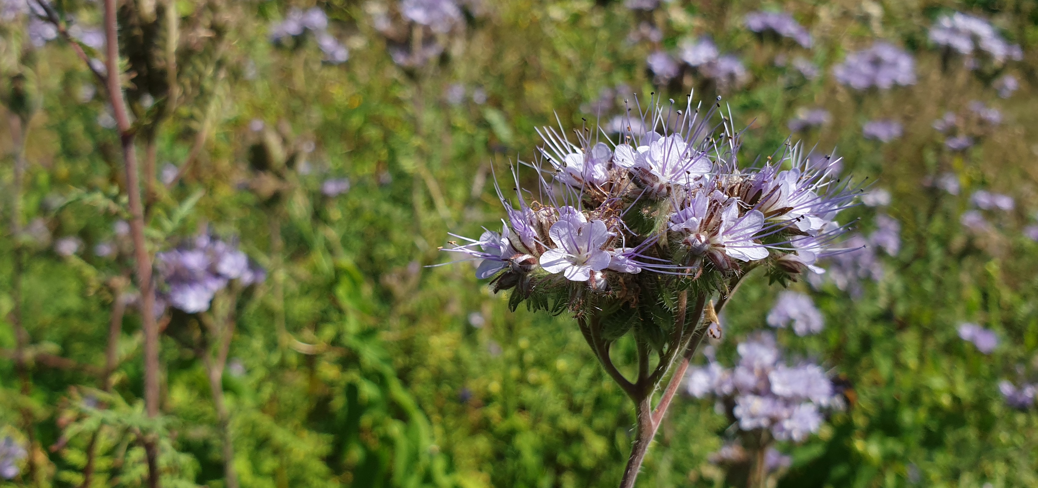 Phacelia ist eine ideale Gründung, weil sie mit keiner Gemüsearte verwandt ist und sich nicht kreuzt  © GartenRadio.fm