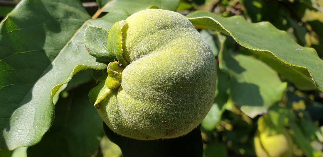 Die Birnenquitte ist eine begehrte Mundräuber Beute © GartenRadio.fm