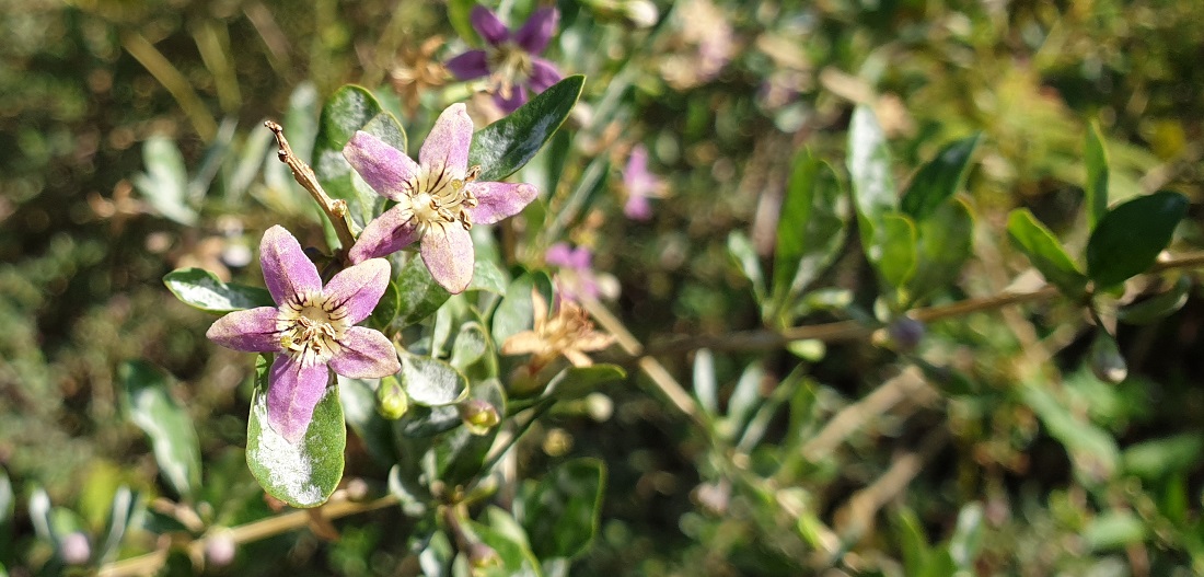 Aus den Blüten der Goji-Beere werden im Oktober Früchte © GartenRadio.fm