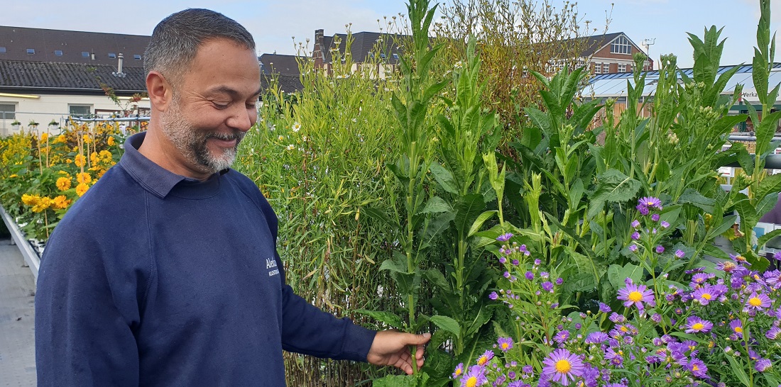 Astern gehören für Gärtnermeister Janek Weber unbedingt in den Garten und auf den Balkon © GartenRadio.fm