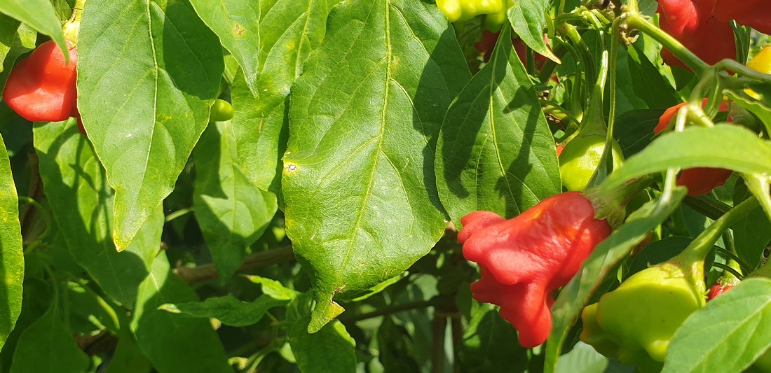 Als Einsteigerchili empfiehlt Rudolf Kerschbamer die Glocken-Chili (Capsicum baccatum). Sie ist robust und lässt sich gut überwintern © GartenRadio.fm 