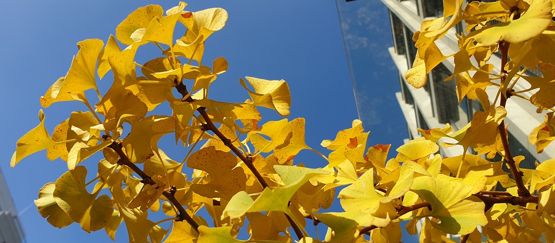 Kurios - der Gingko ist botanisch ein Nadelbaum. Seine Blätter verfärben sich und fallen im Herbst ab. © GartenRadio.fm