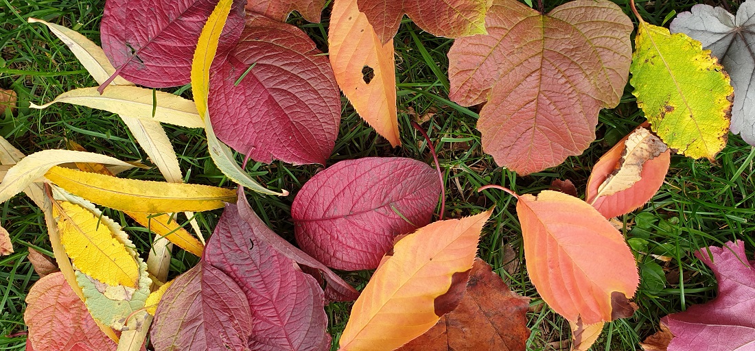Die orange, rote und gelbe Blattfarbe ist schon in den frischen Blättern im Frühjahr angelegt, wird aber erst im Herbst sichtbar © GartenRadio.fm