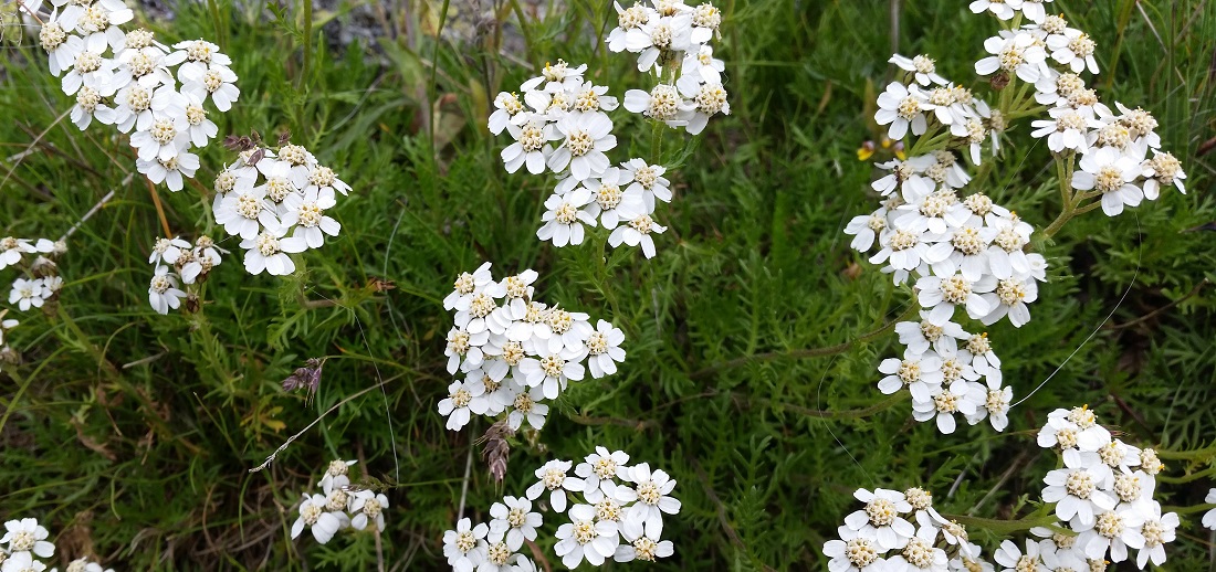 Die einheimische Schafgarbe blüht weiß © GartenRadio.fm