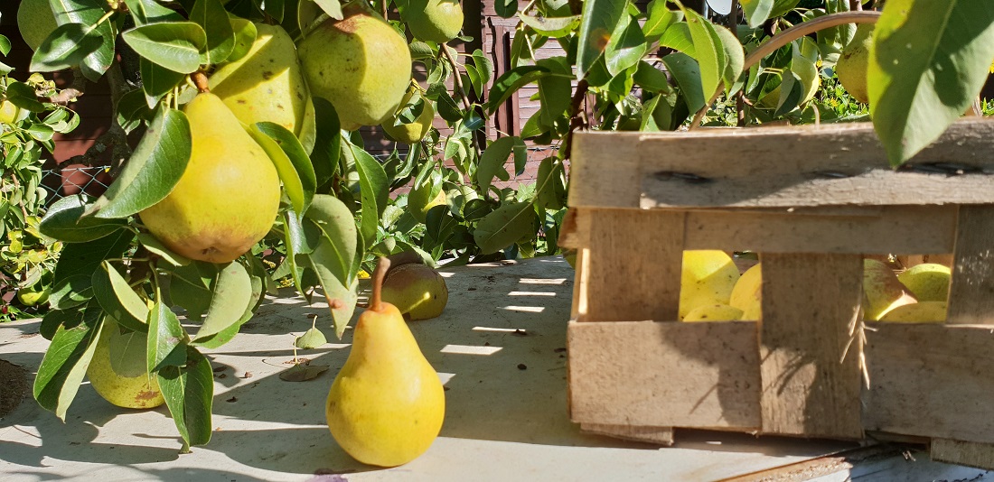 Wenn ein Baum in einem Jahr mehr, im nächsten Jahr weniger Früchte ausbildet, kann das am Klima, an der Sorte oder am Schnitt liegen © GartenRadio.fm